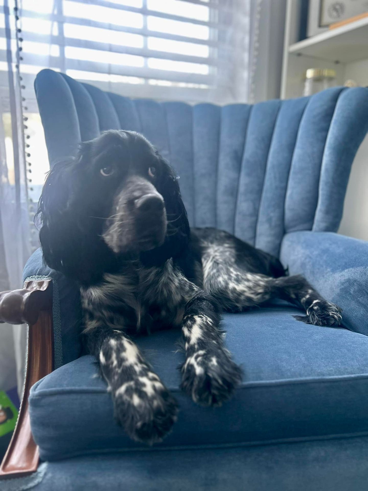 Black and white dog lounging on a blue armchair by a window with light filtering through blinds.